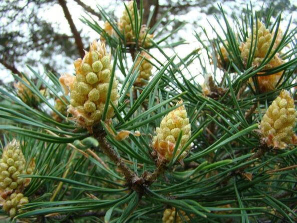 Des joyaux de pin dans la lutte contre l'ostéochondose cervicale